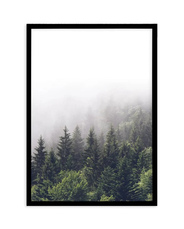 Misty Forest PT