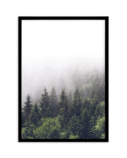 Misty Forest PT